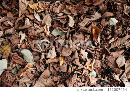 Dead leaves Dead leaves 131007434