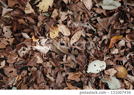 Dead leaves 131007436
