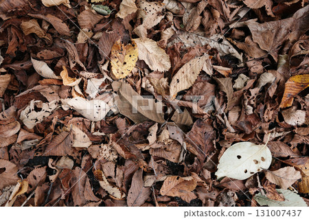 Dead leaves Dead leaves 131007437