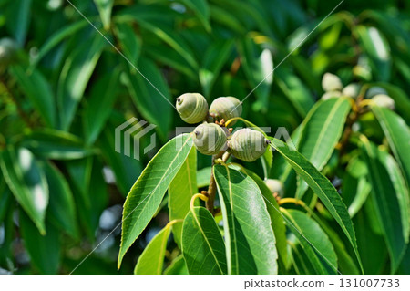 小櫟樹果實（秋季、九月） 131007733