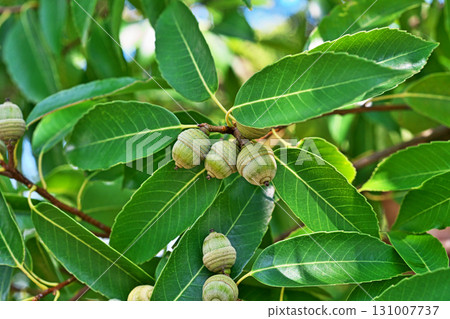 Small Quercus serrata fruits (autumn, September) 131007737