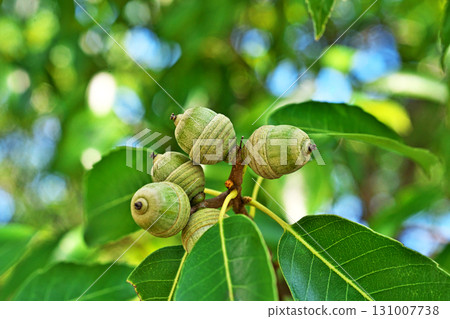 小櫟樹果實（秋季、九月） 131007738