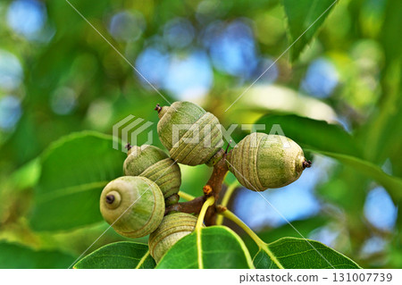 Small Quercus serrata fruits (autumn, September) 131007739