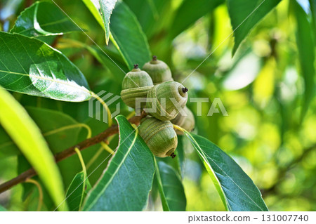 Small Quercus serrata fruits (autumn, September) 131007740