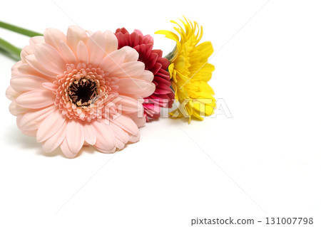 白色背景上的非洲菊 白色背景上的非洲菊 131007798