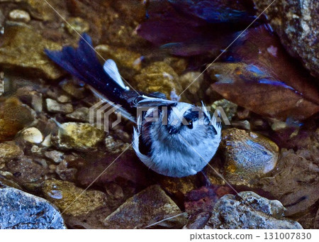 A long-tailed tit enjoys bathing in mountain spring water. 131007830