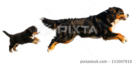 A playful Bernese Mountain Dog puppy leaps joyfully alongside its adult companion, both capturing the essence of fun and energy in mid-air, showcasing their bond and enthusiasm. A playful Bernese Mountain Dog puppy leaps joyfully alongside its adult companion, both capturing the essence of fun and energy in mid-air, showcasing their bond and enthusiasm. 131007918