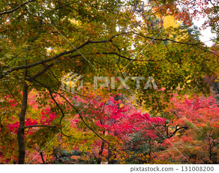 A symphony of colors in the autumn forest A symphony of colors in the autumn forest 131008200