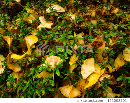 Seasonal Crossroads: Autumn Landscapes Told by Fallen Leaves and Greenery Seasonal Crossroads: Autumn Landscapes Told by Fallen Leaves and Greenery 131008201