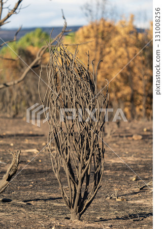Charred Branches Amidst Burnt Forest Landscape 131008256