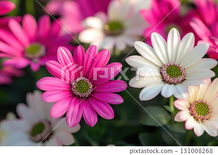 the background image of the colorful flowers 131008268