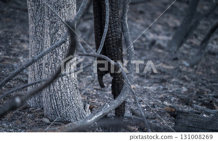 Resilience of Nature After Devastating Wildfires Resilience of Nature After Devastating Wildfires 131008269