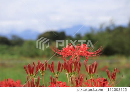 Scenery of red spider lilies beginning to bloom Scenery of red spider lilies beginning to bloom 131008325