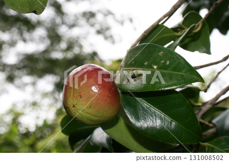 Camellia only 131008502