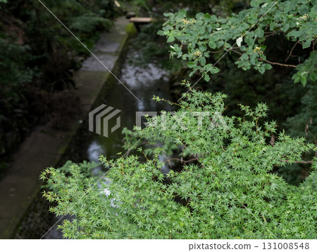 [Todoroki Valley] A valley in Tokyo before the autumn leaves turn red in summer 131008548