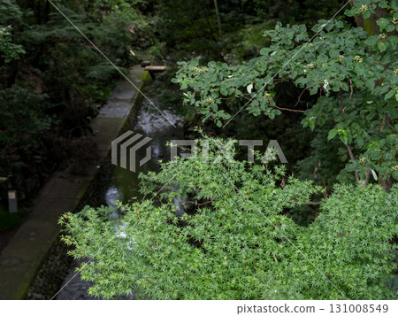 [Todoroki Valley] A valley in Tokyo before the autumn leaves turn red in summer 131008549