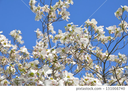 白山茱萸(倉敷美觀地區/岡山縣倉敷市) 白山茱萸(倉敷美觀地區/岡山縣倉敷市) 131008740