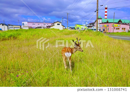 A wild Hokkaido deer appears near the Wakkanai City Cold Current Aquarium A wild Hokkaido deer appears near the Wakkanai City Cold Current Aquarium 131008741