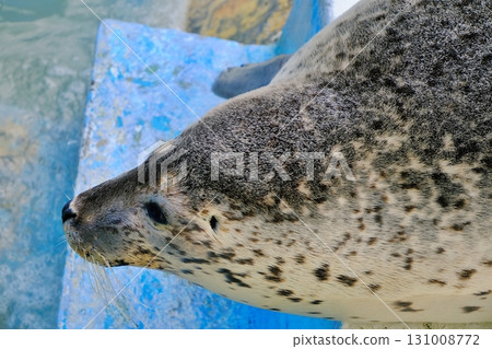 稚內市的封印No Shap Cold Current Aquarium 131008772