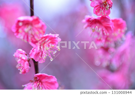 Welcome to spring 131008944