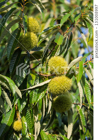 Blue chestnut fruit 131008997