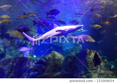 循環水族箱（大分市海卵） 131009034