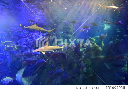 循環水族箱（大分市海卵） 131009036