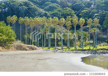 棕櫚樹線（弓濱海灘/靜岡縣加茂郡南伊豆町港區） 131009043