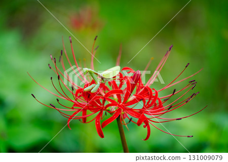 Praying mantis facing the red spider lily 131009079