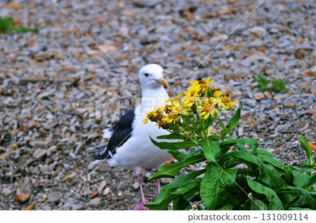 沙灘上盛開的花朵和海鷗 131009114