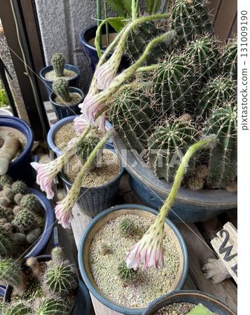 枯萎的仙人掌花 131009190