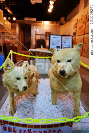 Stuffed Karafuto dog 131009243