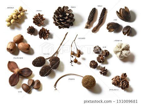 Megumi in the forest, many nuts 131009681