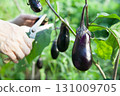 Harvest eggplant 131009705