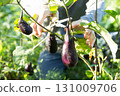 Farmers harvesting eggplants 131009706