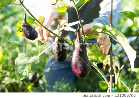 Farmers harvesting eggplants Farmers harvesting eggplants 131009706