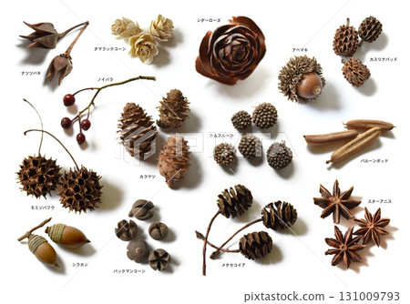 Megumi in the forest, many nuts 131009793