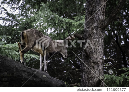 Suchowan Baral in the forest 131009877