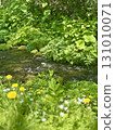 Baikamo flowers blooming against the backdrop of the babbling brook 131010071