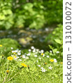 Flowers blooming beside the stream 131010072