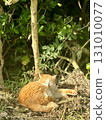 A red fox I met on a forest road 131010077