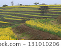 Rape blossoms scent 131010206