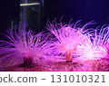 Anemone deep sea 131010321