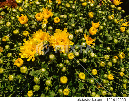 Yellow chrysanthemum flowers blooming in garden 131010633
