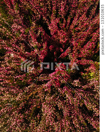 Blooming heather flowers creating a vibrant carpet of pink and purple hues wallpaper Blooming heather flowers creating a vibrant carpet of pink and purple hues wallpaper 131010635