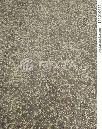 Fallen linden blossoms covering paving stones in prague Karlin Fallen linden blossoms covering paving stones in prague Karlin 131010651