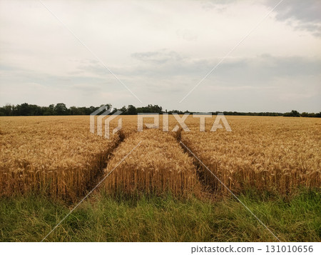 Tracks crossing a golden wheat field under cloudy sky in czech republic 131010656