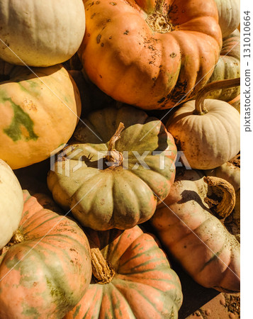 Colorful pumpkins displayed at a farmer's market showing rich autumn harvest colors Colorful pumpkins displayed at a farmer's market showing rich autumn harvest colors 131010664