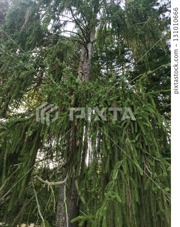 Weeping norway spruce tree showing its cones in pruhonice, czechia 131010666