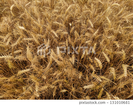 Ripe wheat field in kokorin, czech republic, ready for harvest 131010681